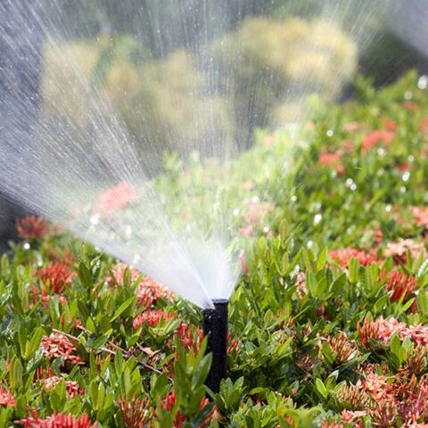 sprinkle system in beautiful front yard