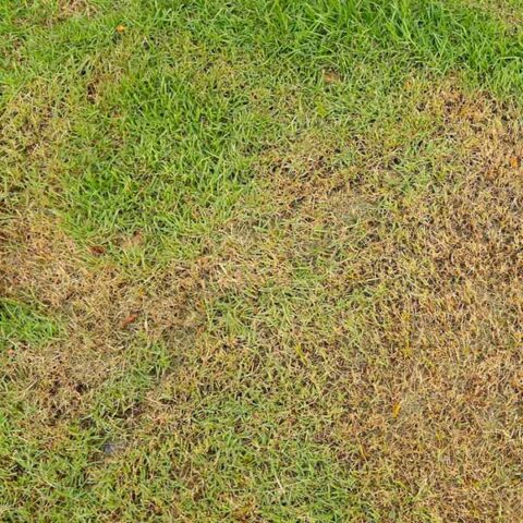 dying grass